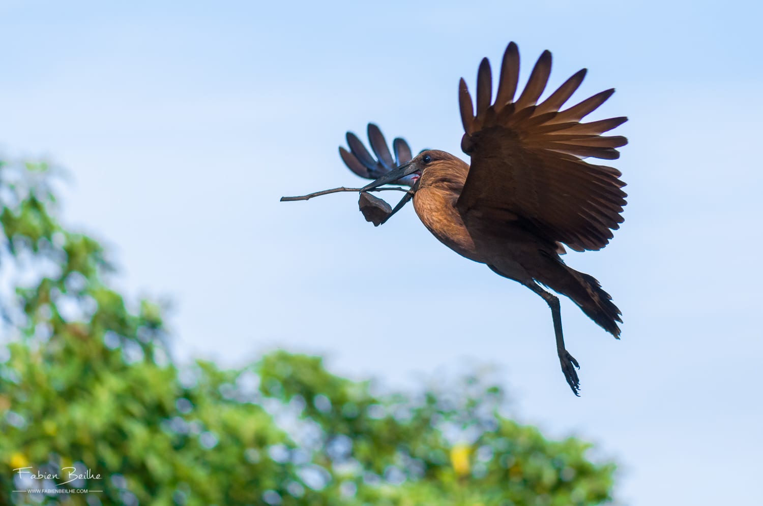 Un oiseau en vol photographié avec l'autofocus continu