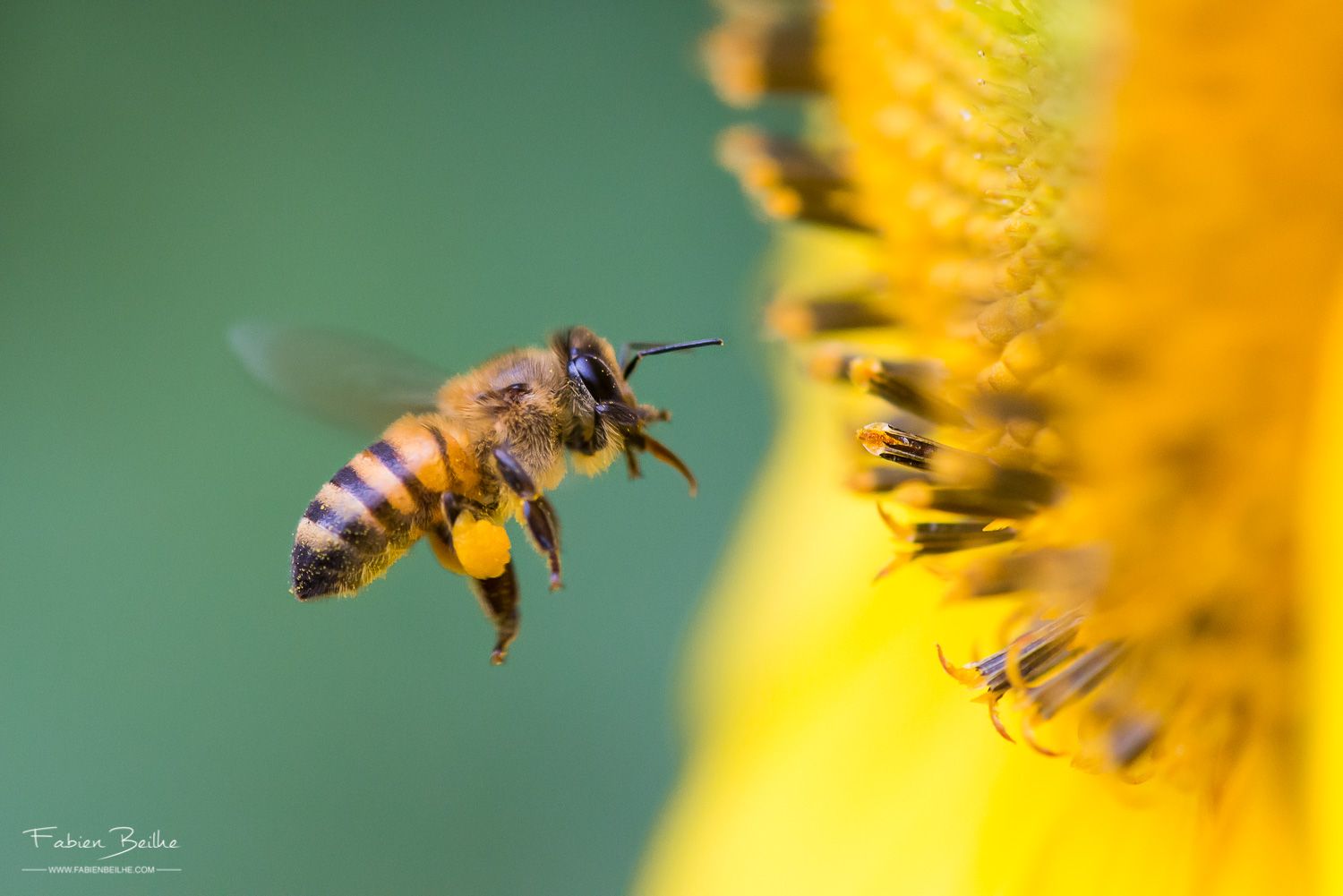 Abeille qui butine ne fleur de tournesol