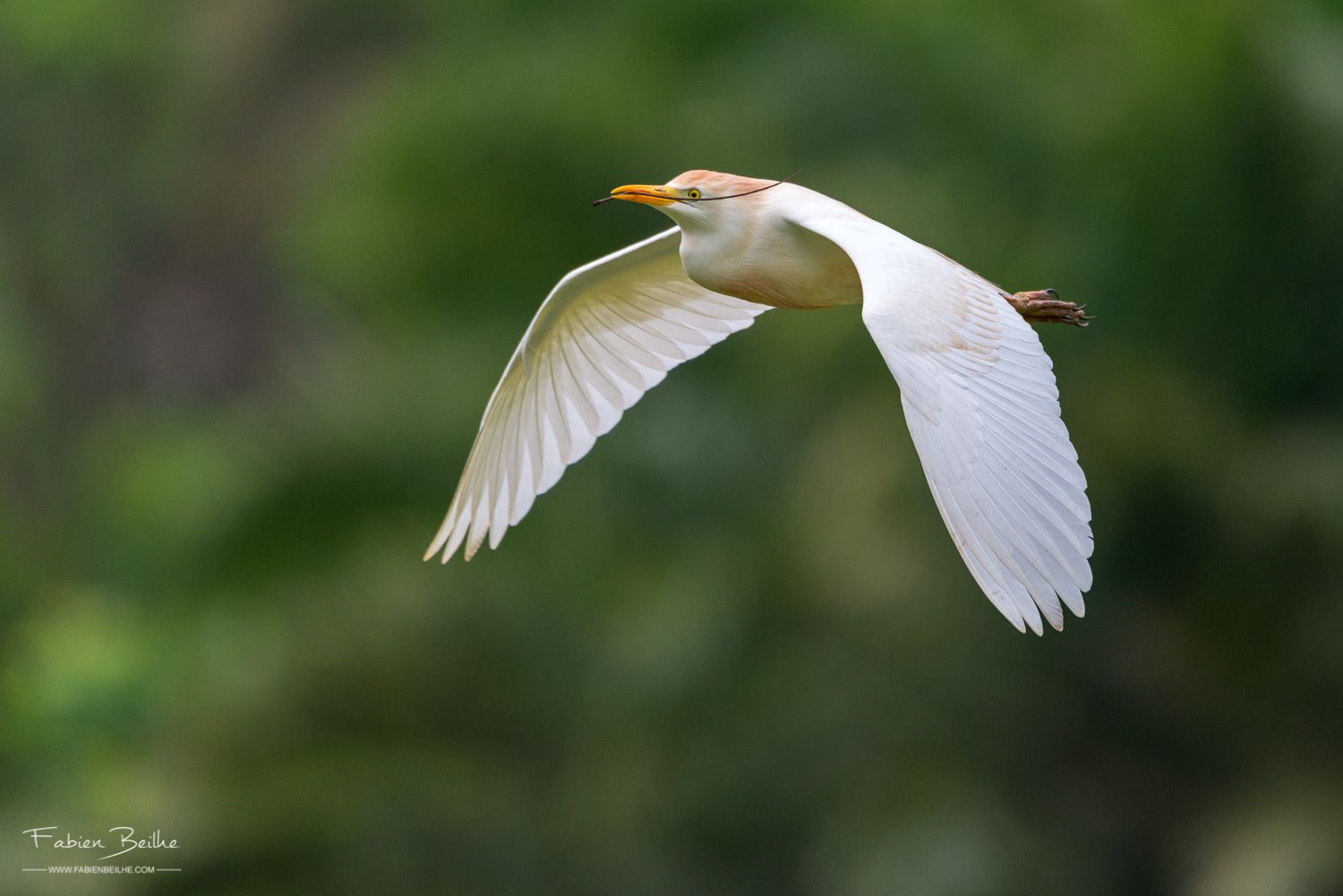 Un oiseau net en train de voler