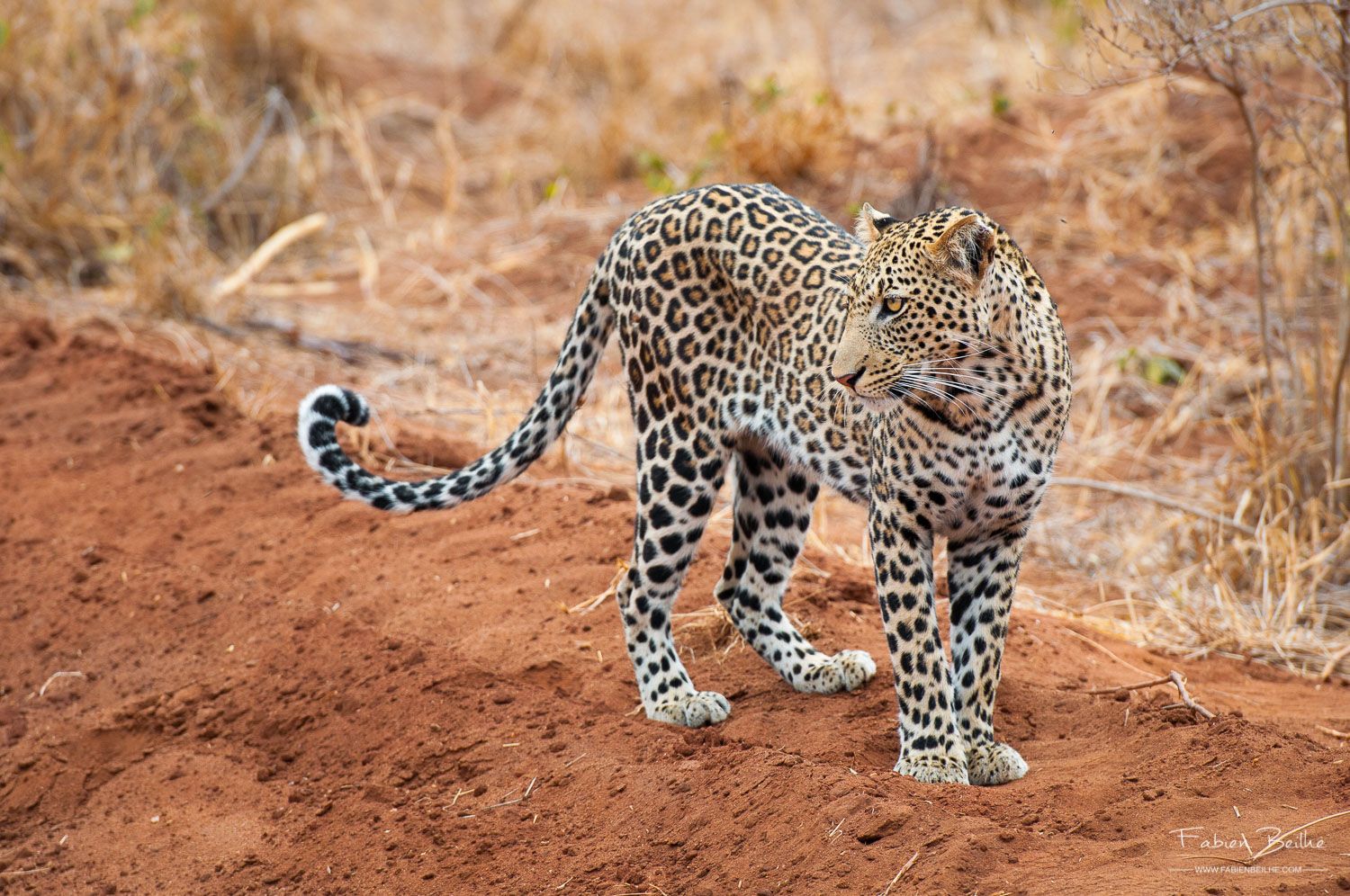 Un léopard sur une piste au Kenya