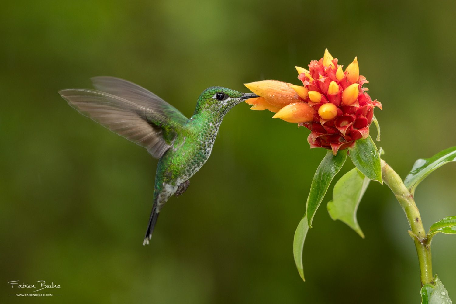 Un colibri se nourrit sur une fleur