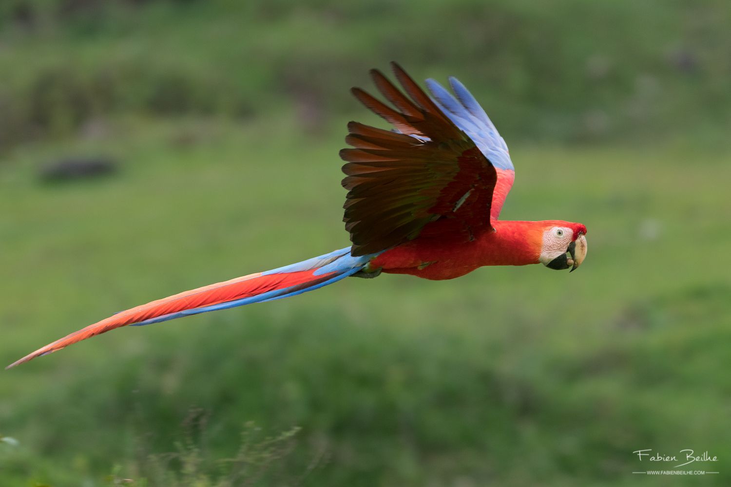 Une photo nette d'un oiseau en vol