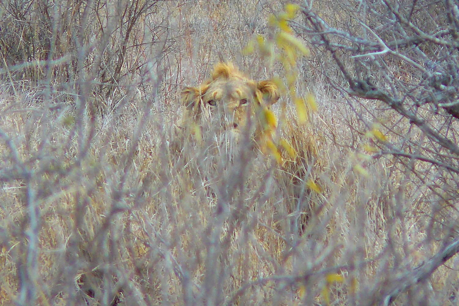 Une photo de lion ratée