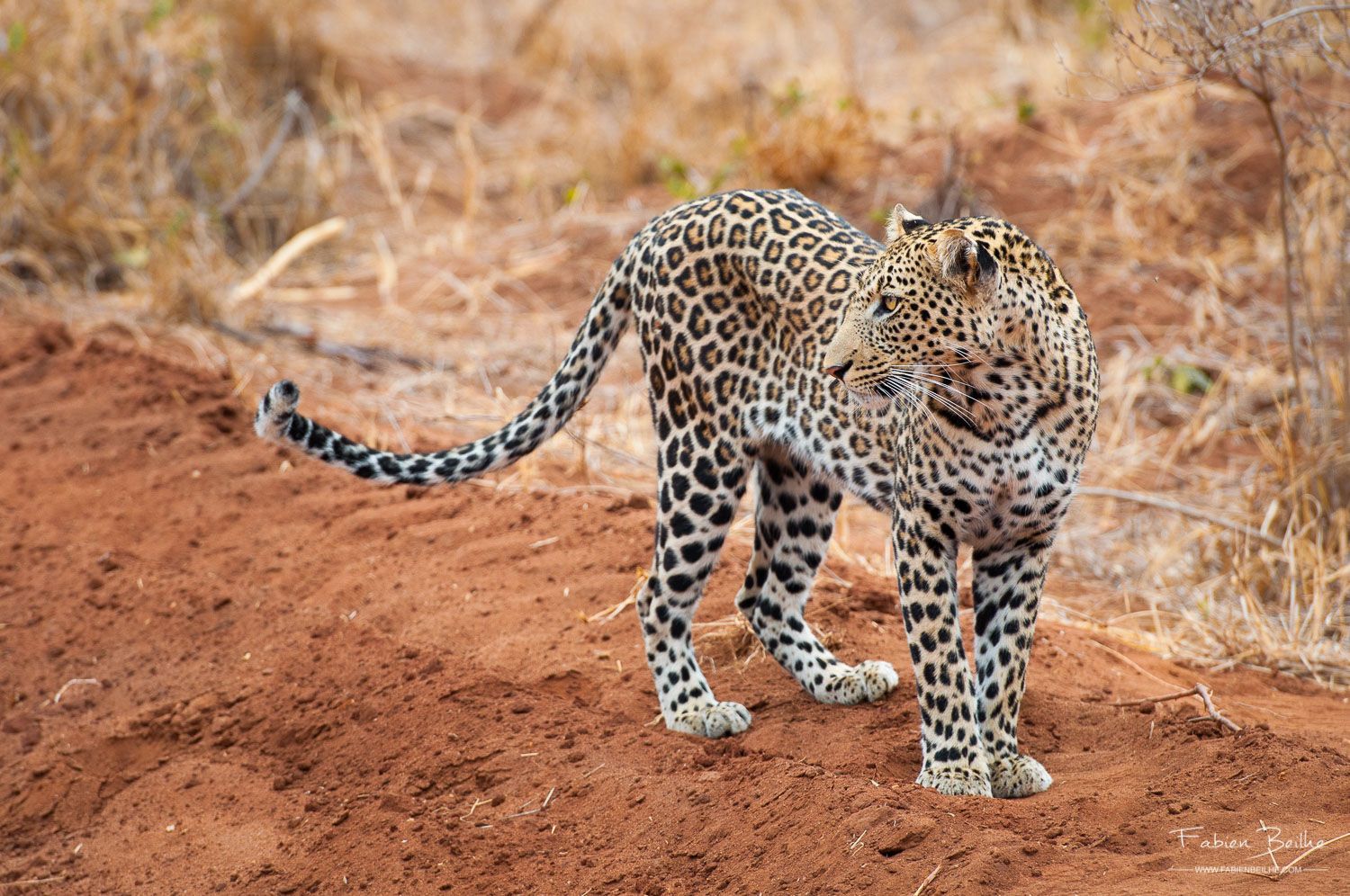 Le même léopard photographié juste après