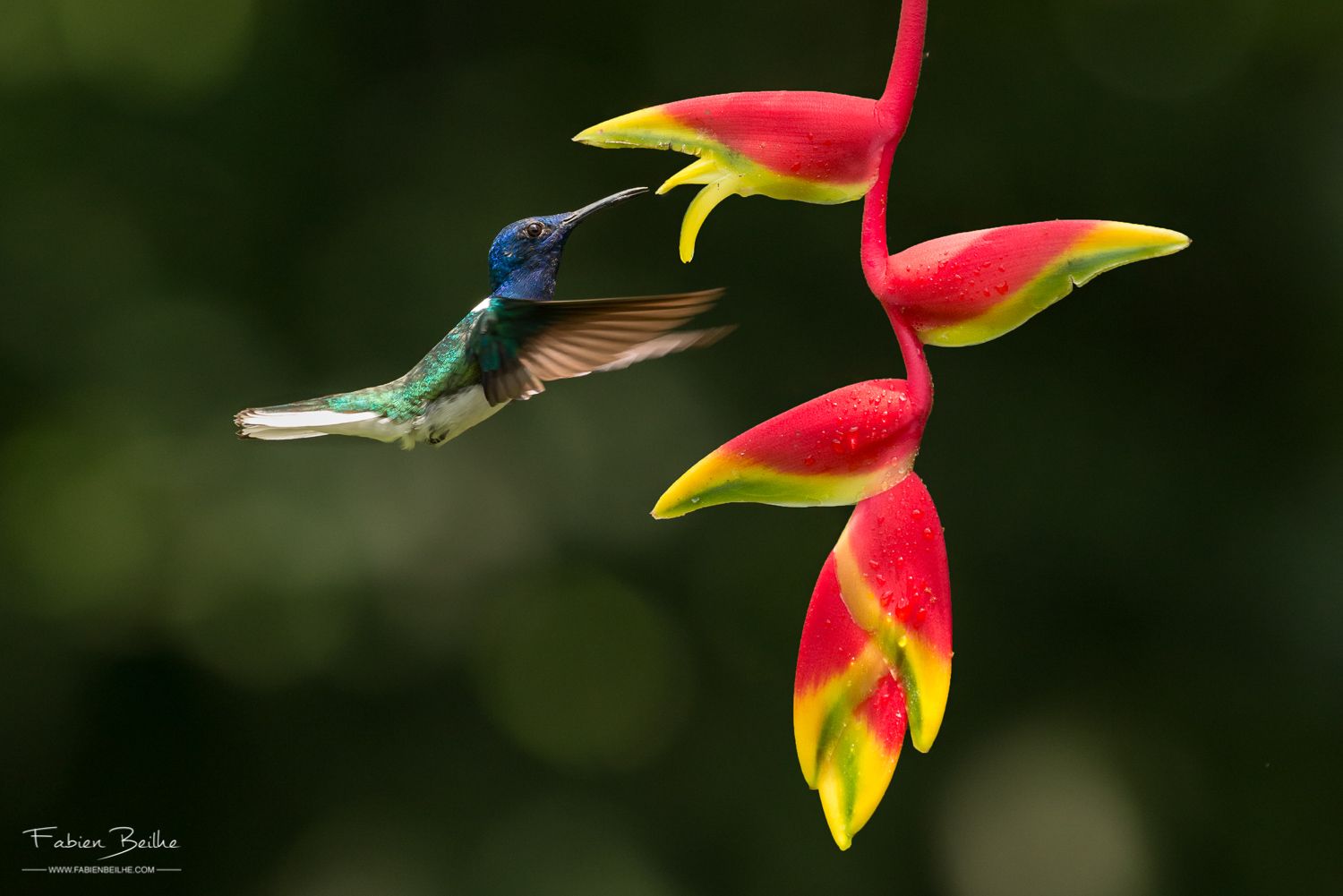 Un oiseau figé en vol en train de butiner sur une fleur
