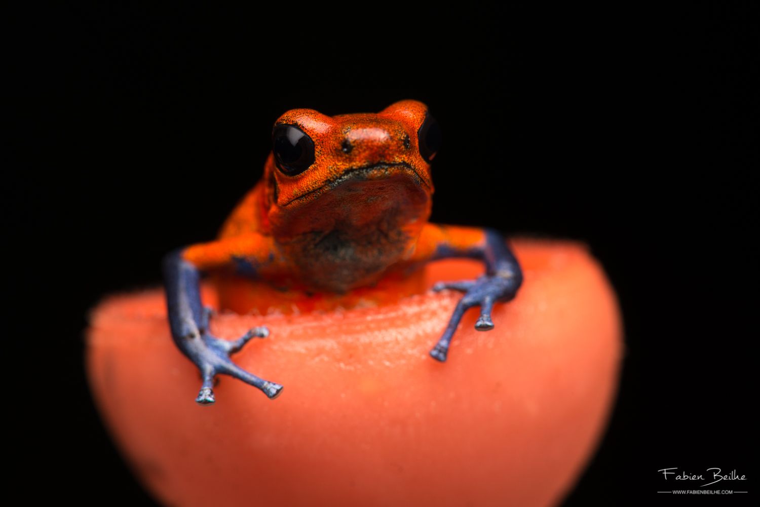 Une grenouille photographiée avec un flash cobra