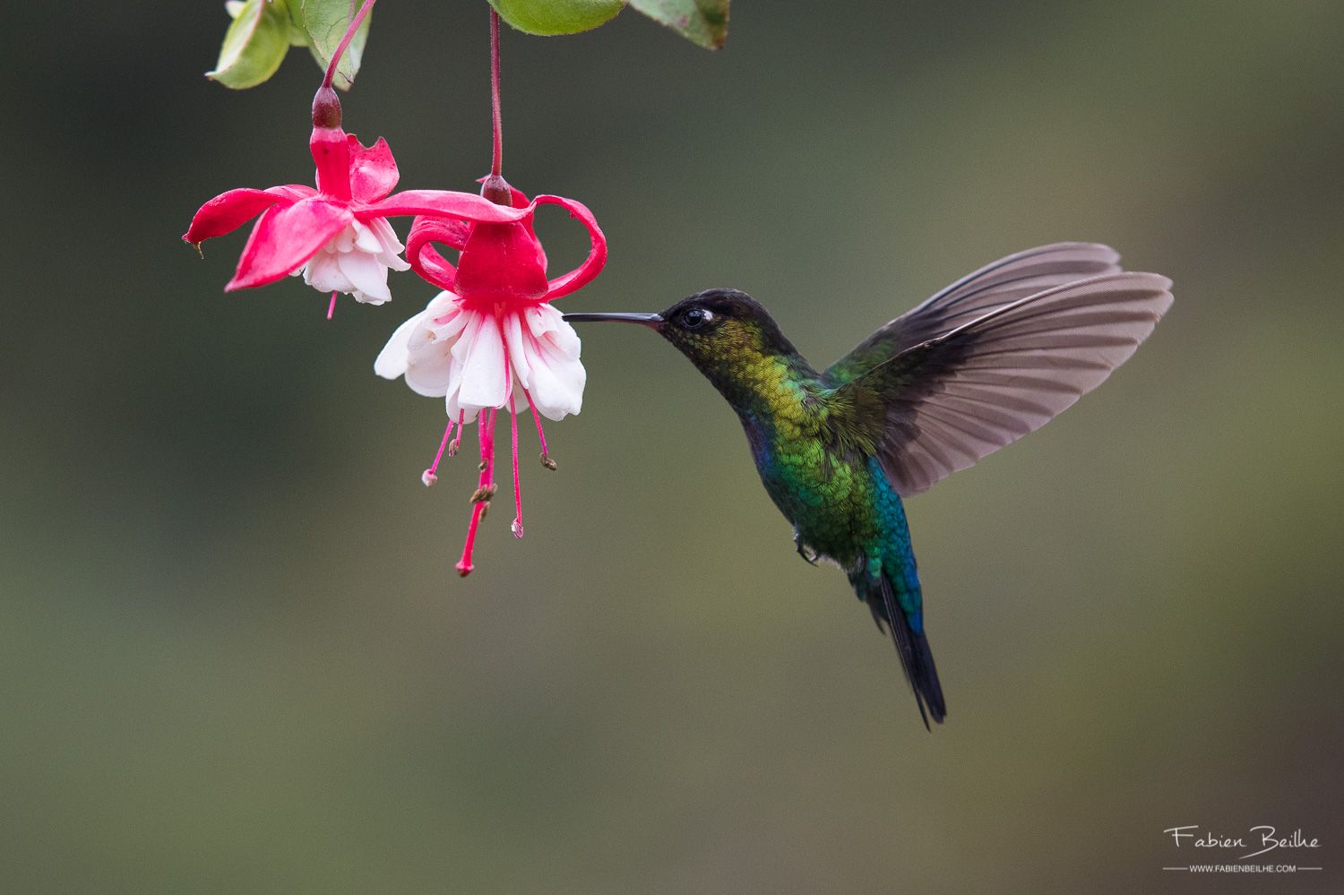 Mise au point réussie sur un oiseau en vol