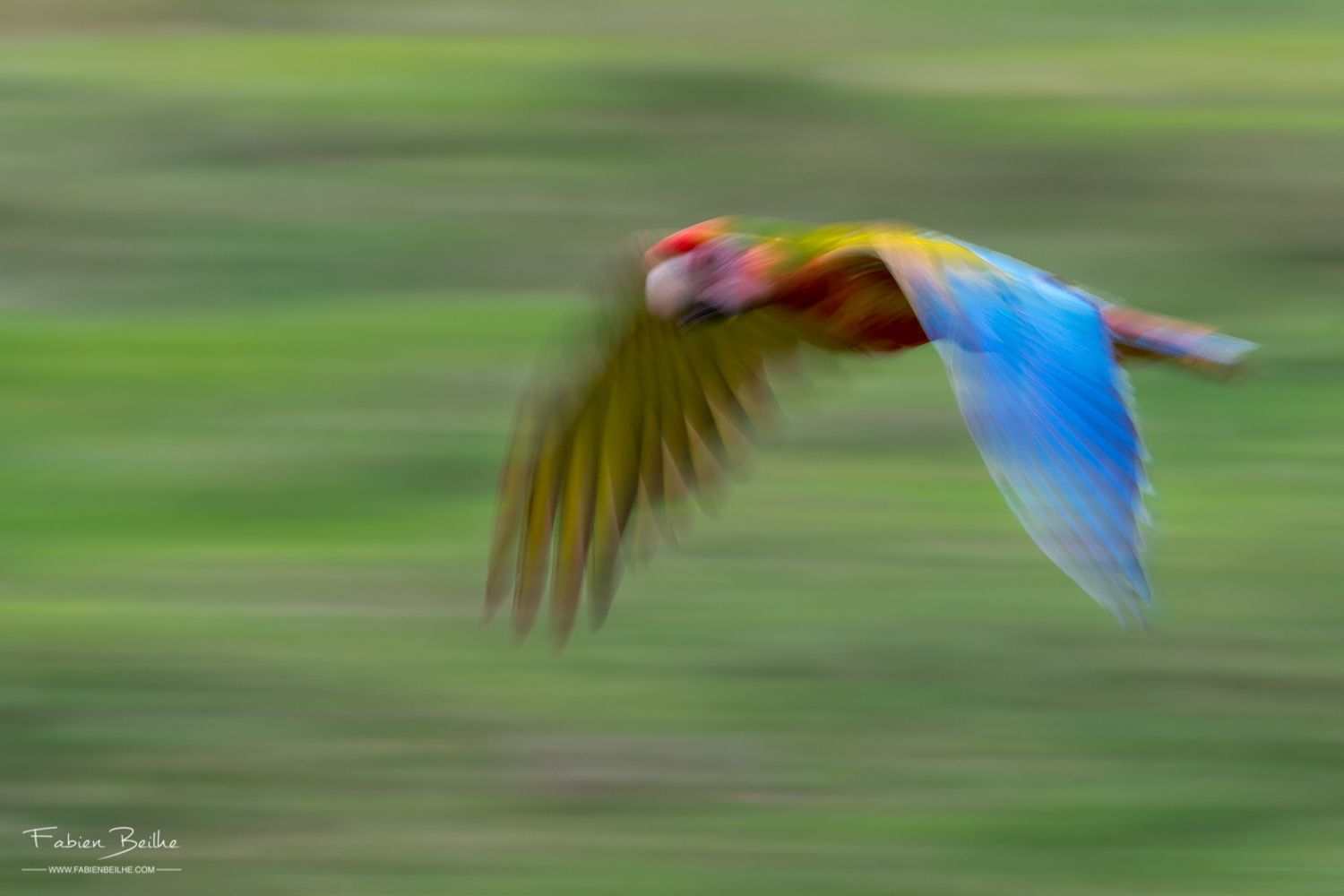 Une photo floue d'un oiseau en vol