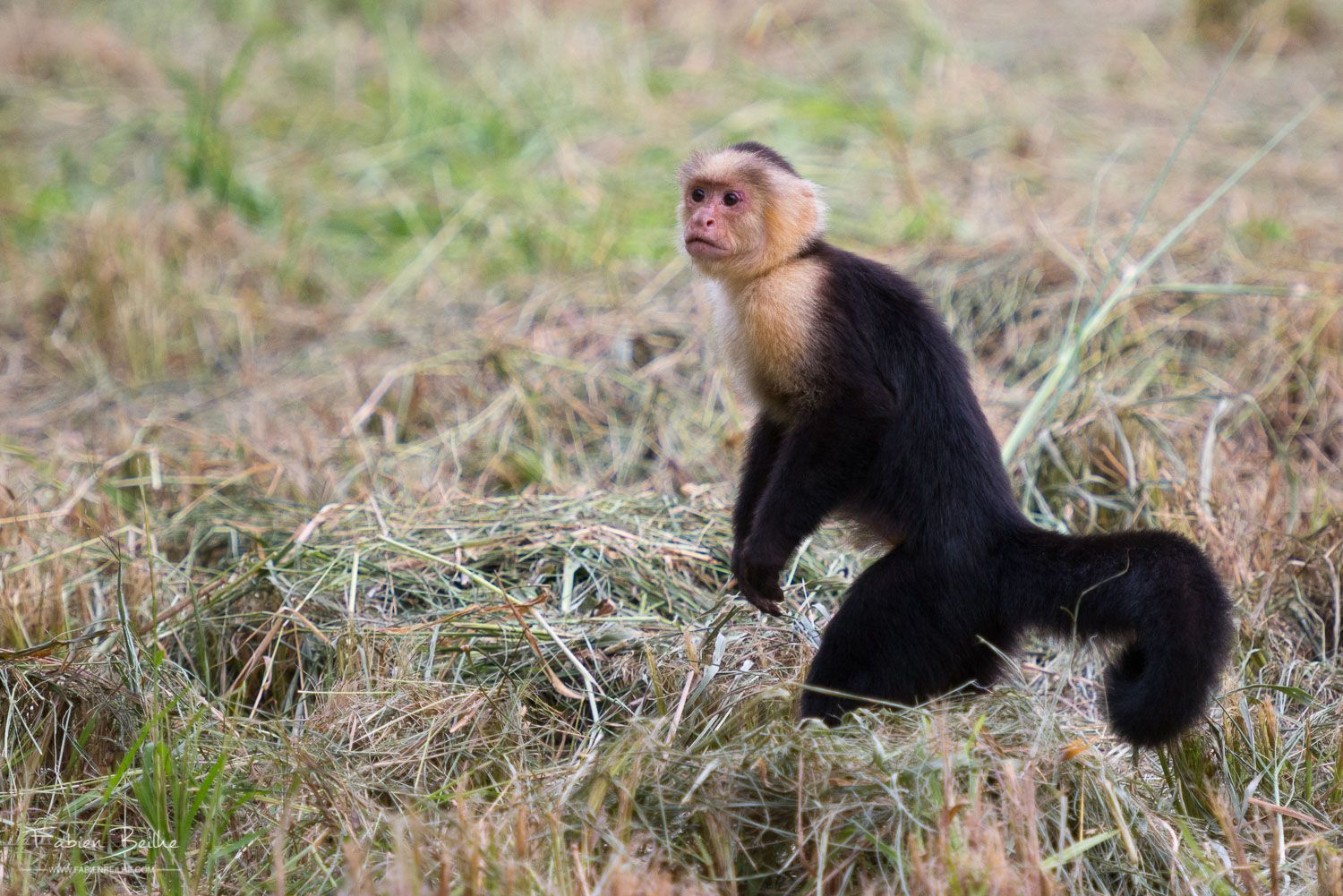 Un autre singe pris en plongée