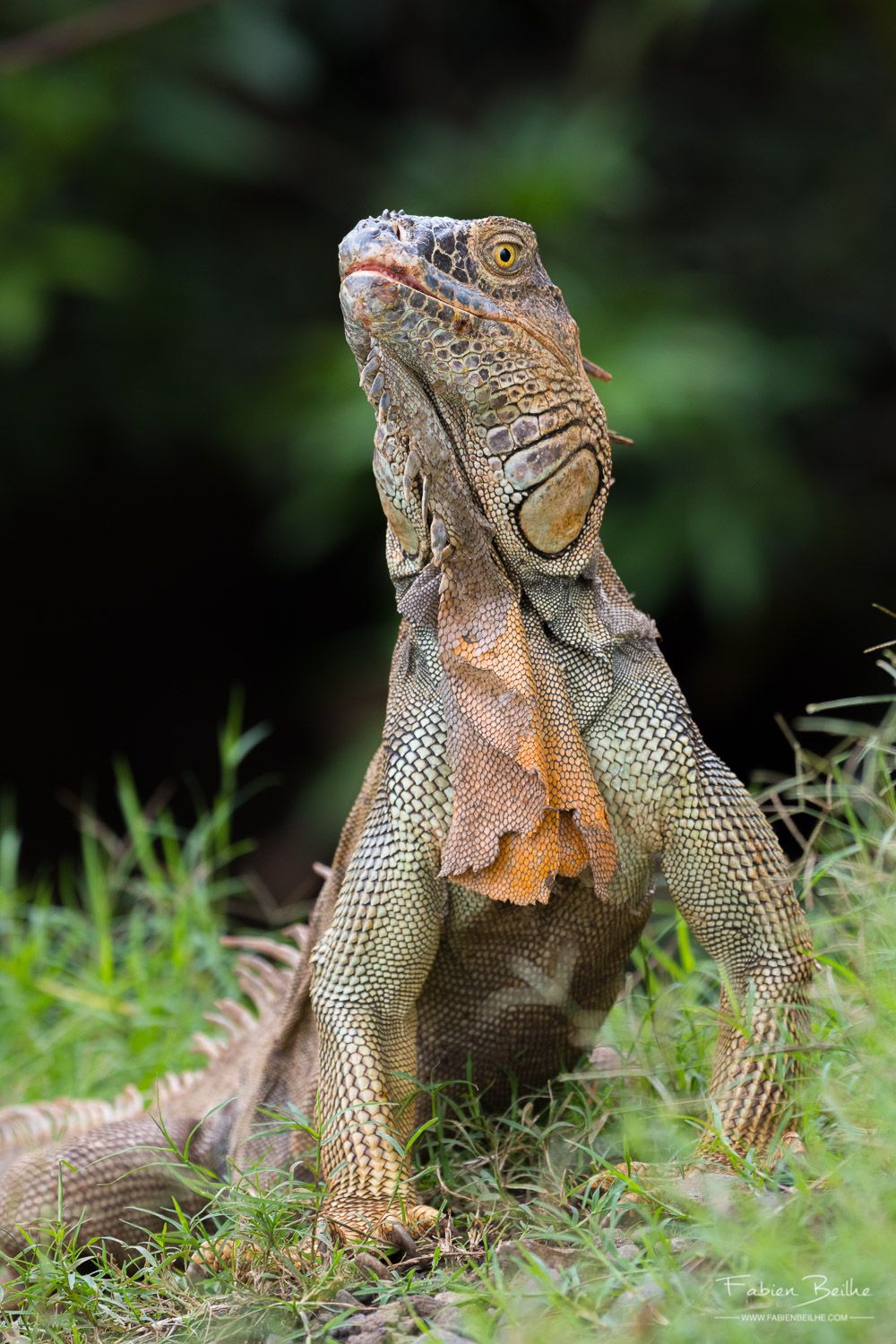 Un iguane photographié au ras du sol