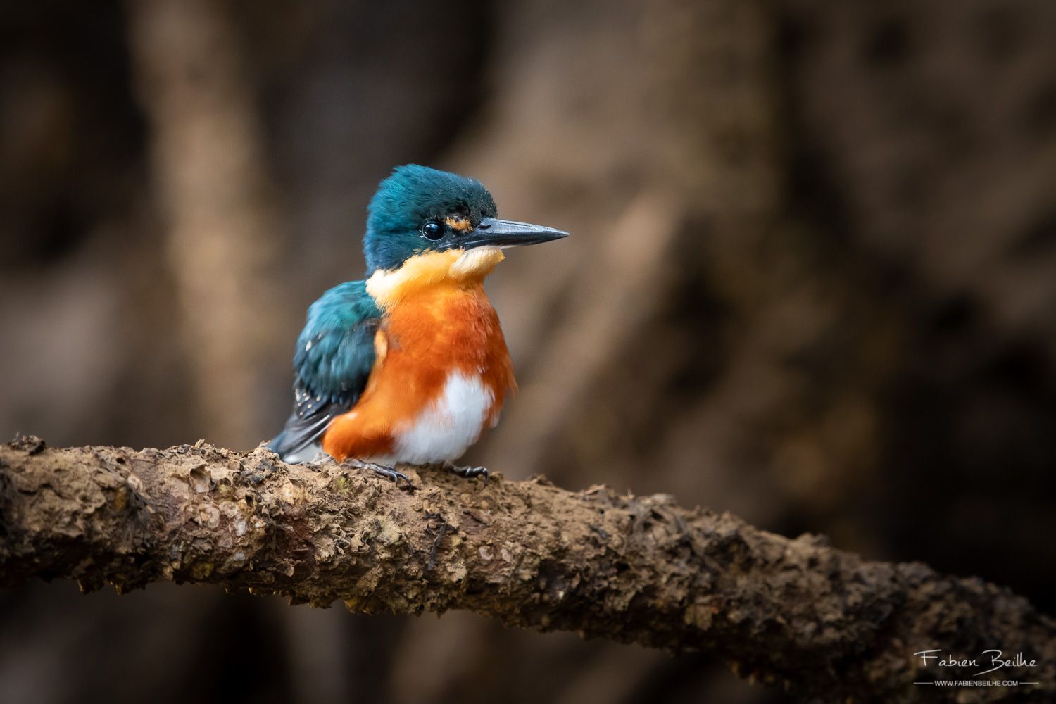 Un oiseau pris en photo avec la règle des tiers