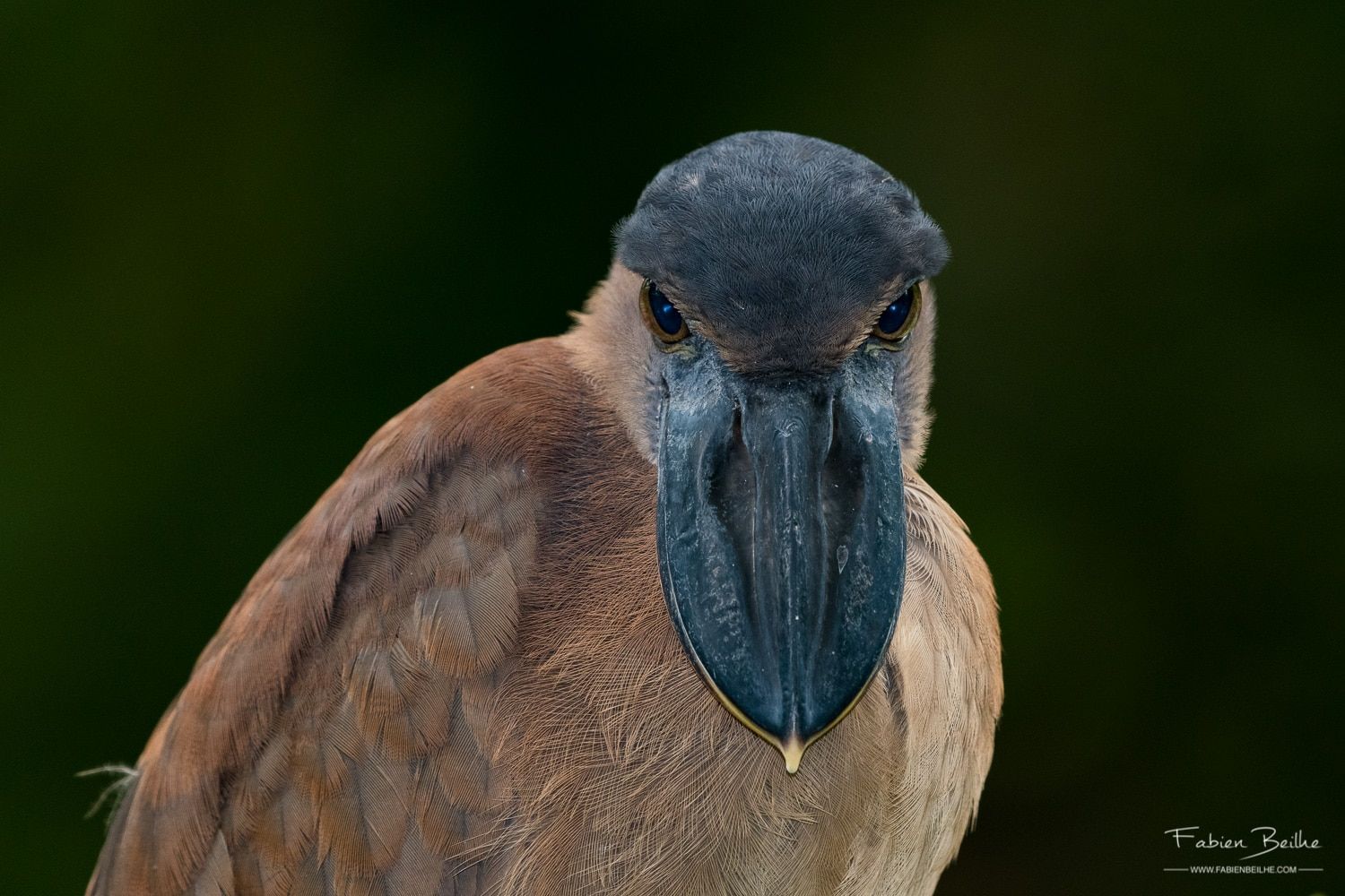 un oiseau photographié en gros plan