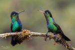 2 colibris qui communiquent
