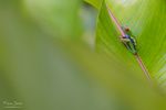 Une grenouille verte mise en valeur grâce à un premier plan flou