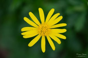 Une fleur photographiée de près avec une faible profondeur de champ