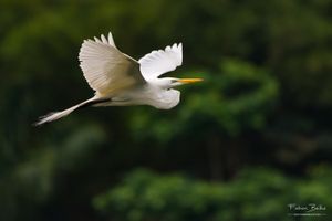 Un oiseau figé en vol avec une vitesse d'obturation rapide