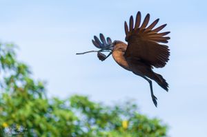 Un oiseau en vol