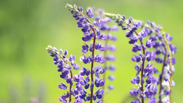 Tuto photo de fleurs