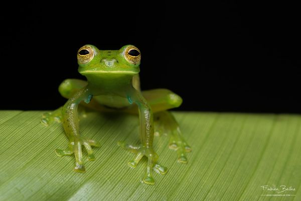 Une photo macro de grenouille