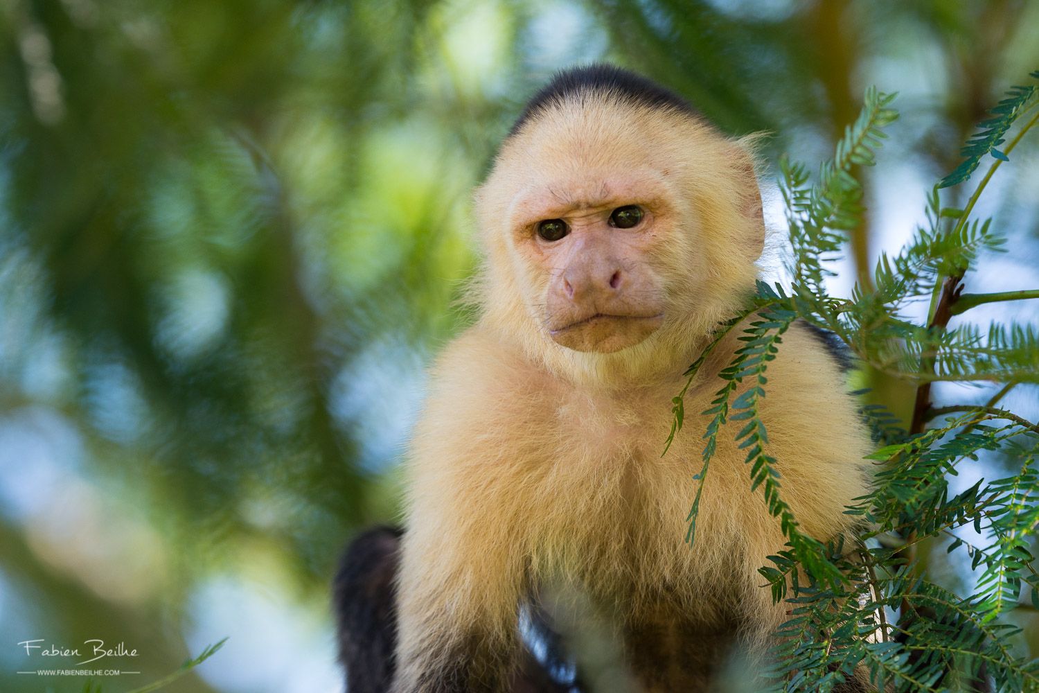 Un singe capucin photographié dans un arbre