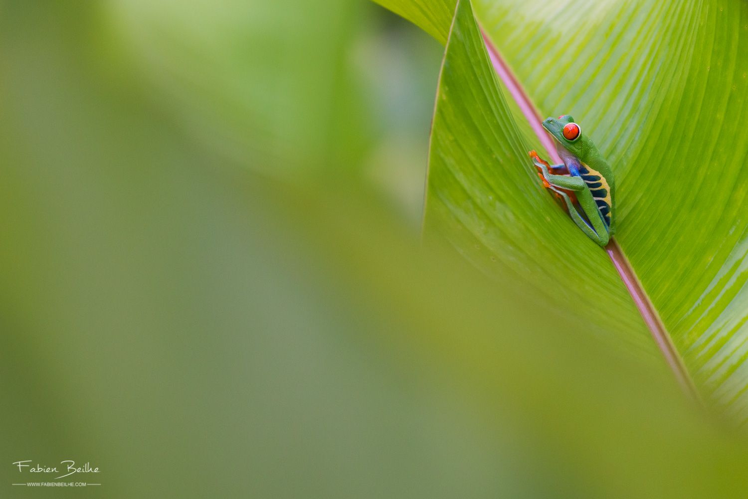une rainette aux yeux rouges avec un flou d'avant-plan