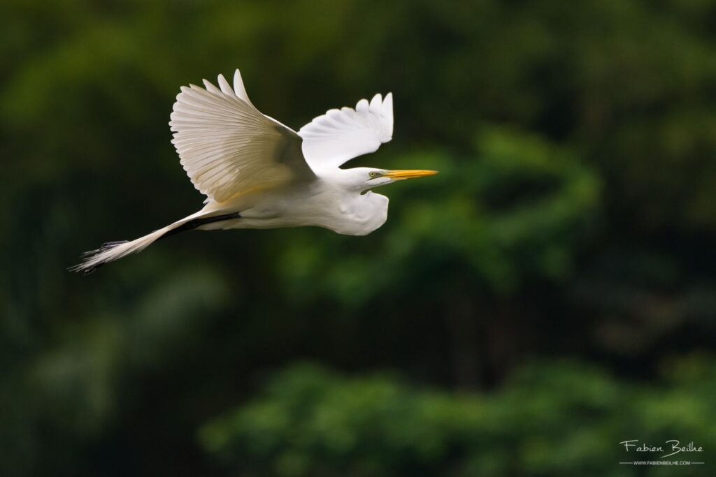 Un oiseau en vol dont le mouvement a été figé