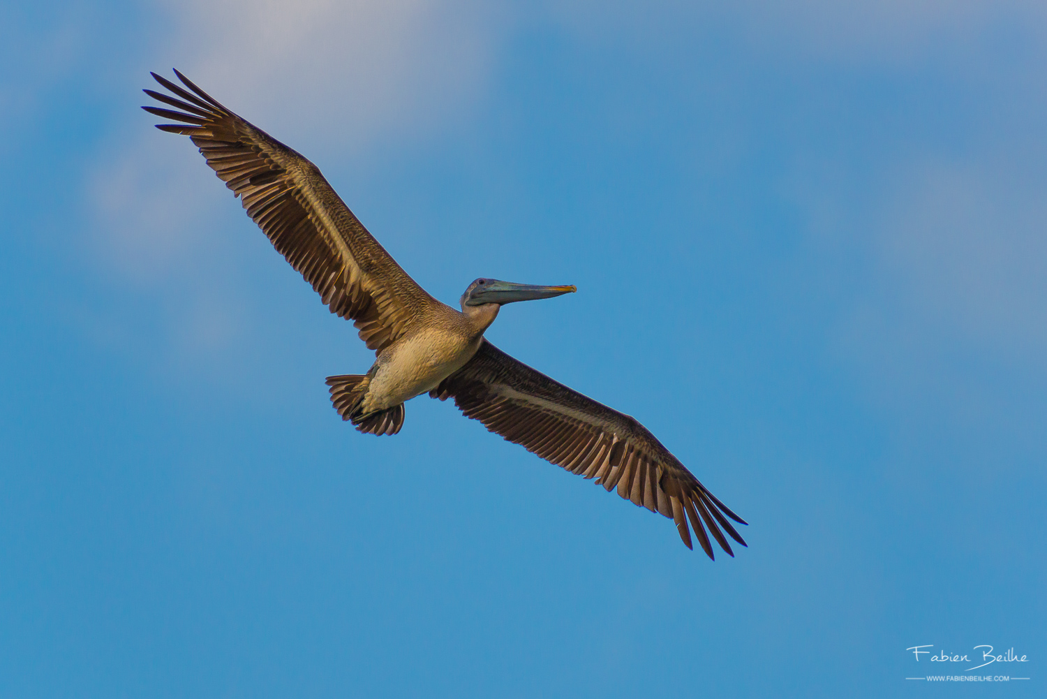 Un oiseau dans le ciel