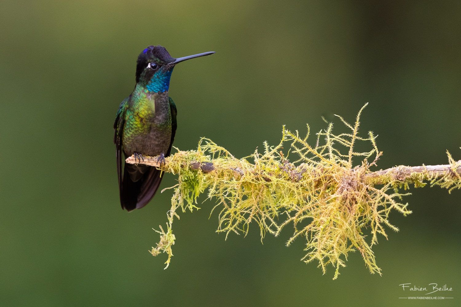 Une photo d'un colibri sur une branche prise avec le stabilisateur de mon objectif