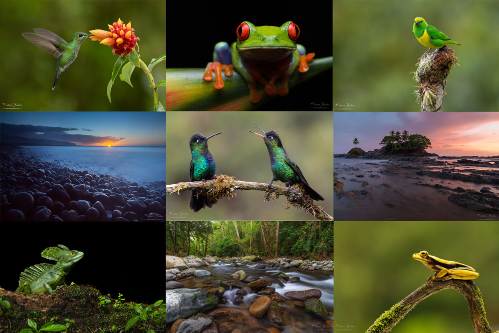 Portfolio de Fabien