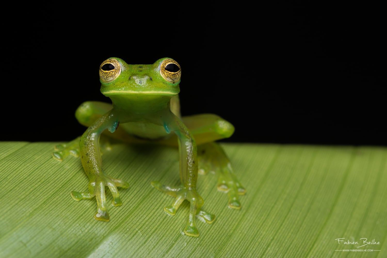 Une magnifique grenouille de verre du Costa Rica