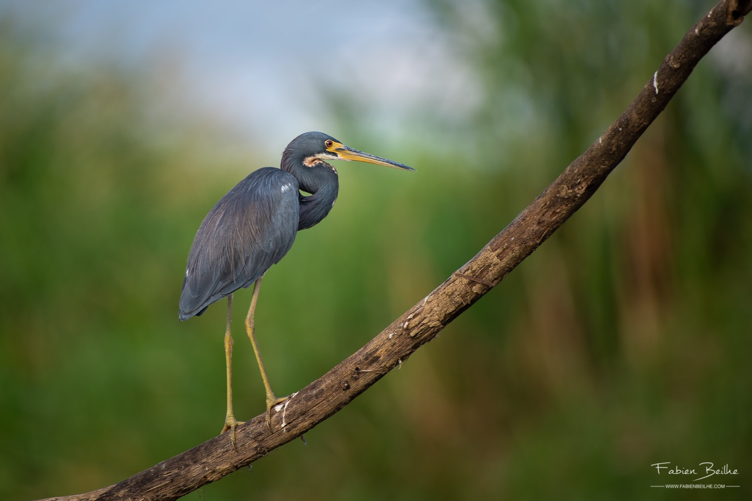 Une aigrette photographiée dans son milieu naturel au Costa Rica