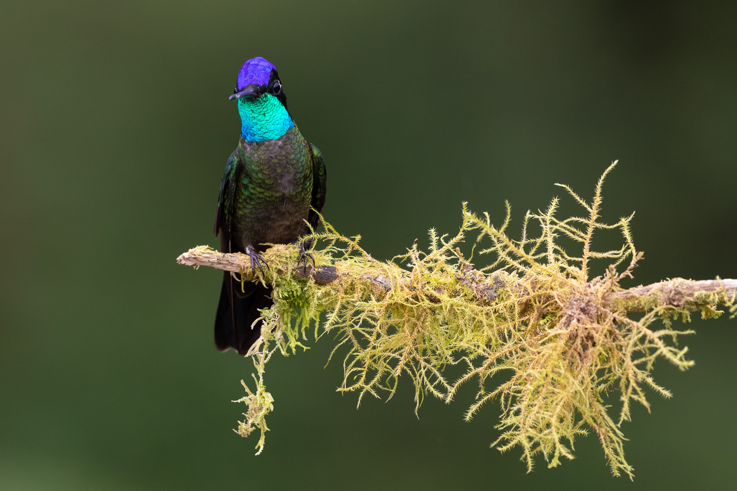 un colibri photographié grâce à une sensibilité ISO élevée