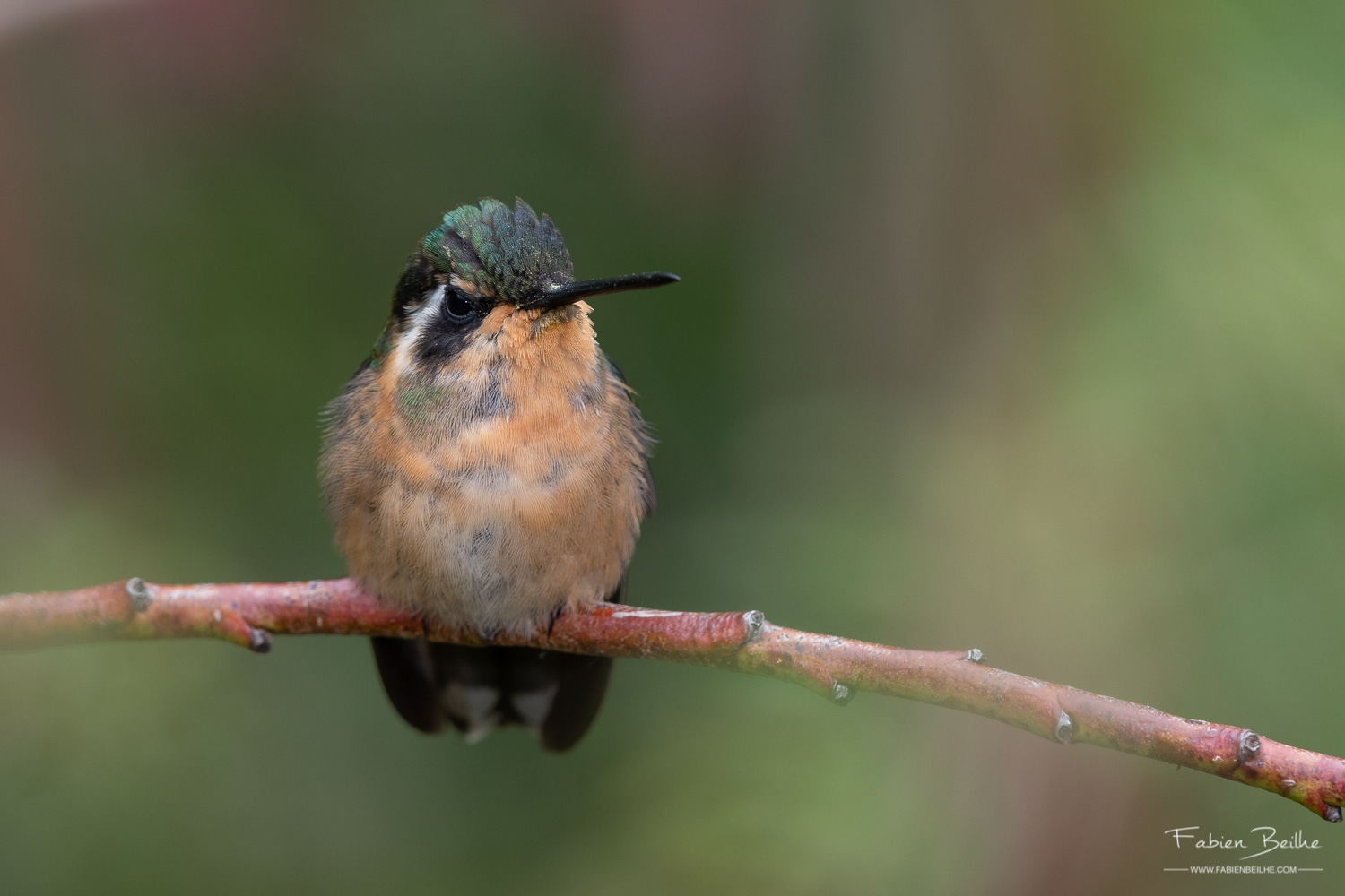 Un oiseau avec une faible profondeur de champ
