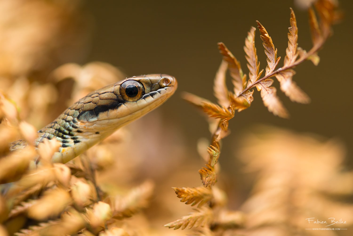 un serpent encadré par des fougères