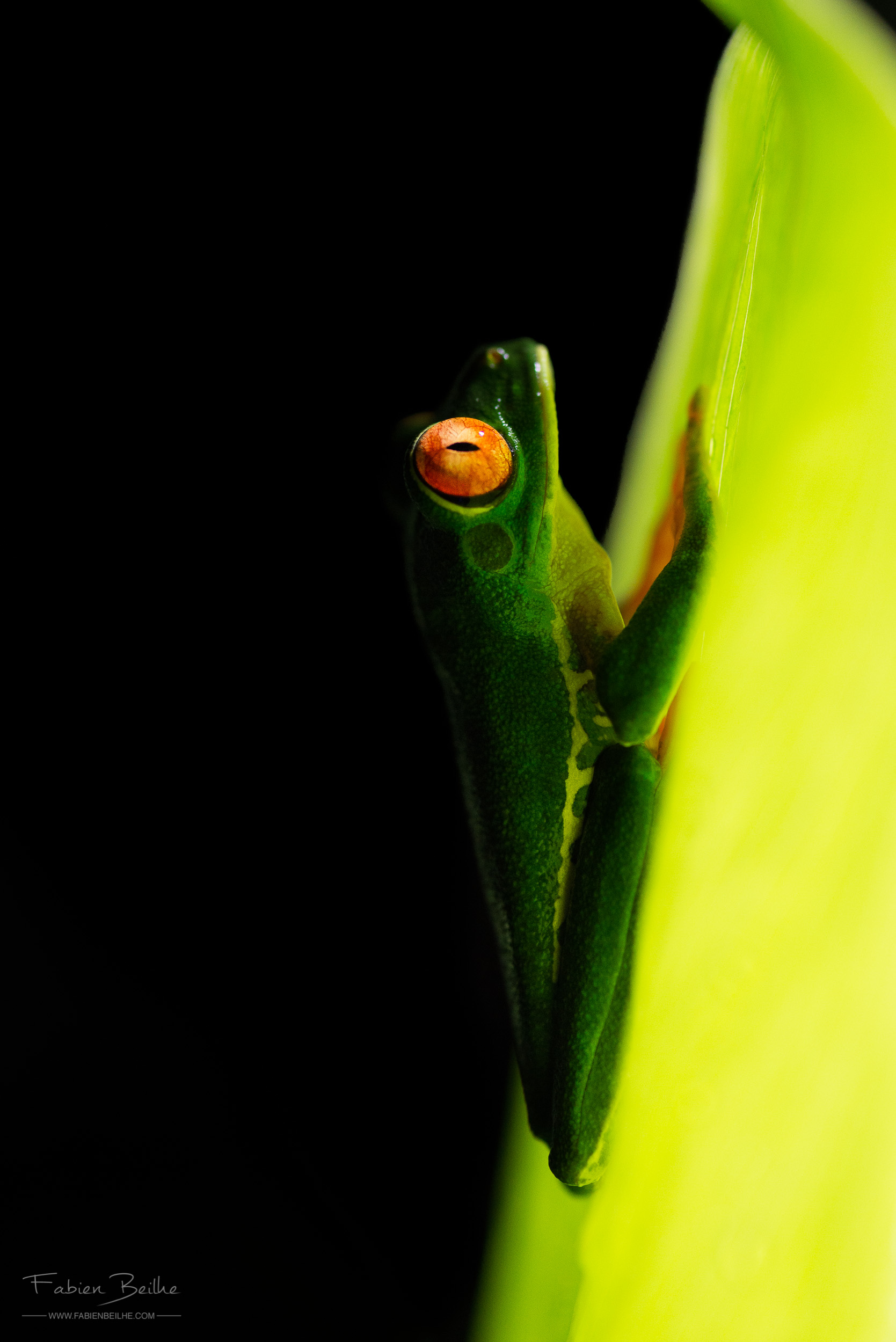 rainette aux yeux rouges de nuit