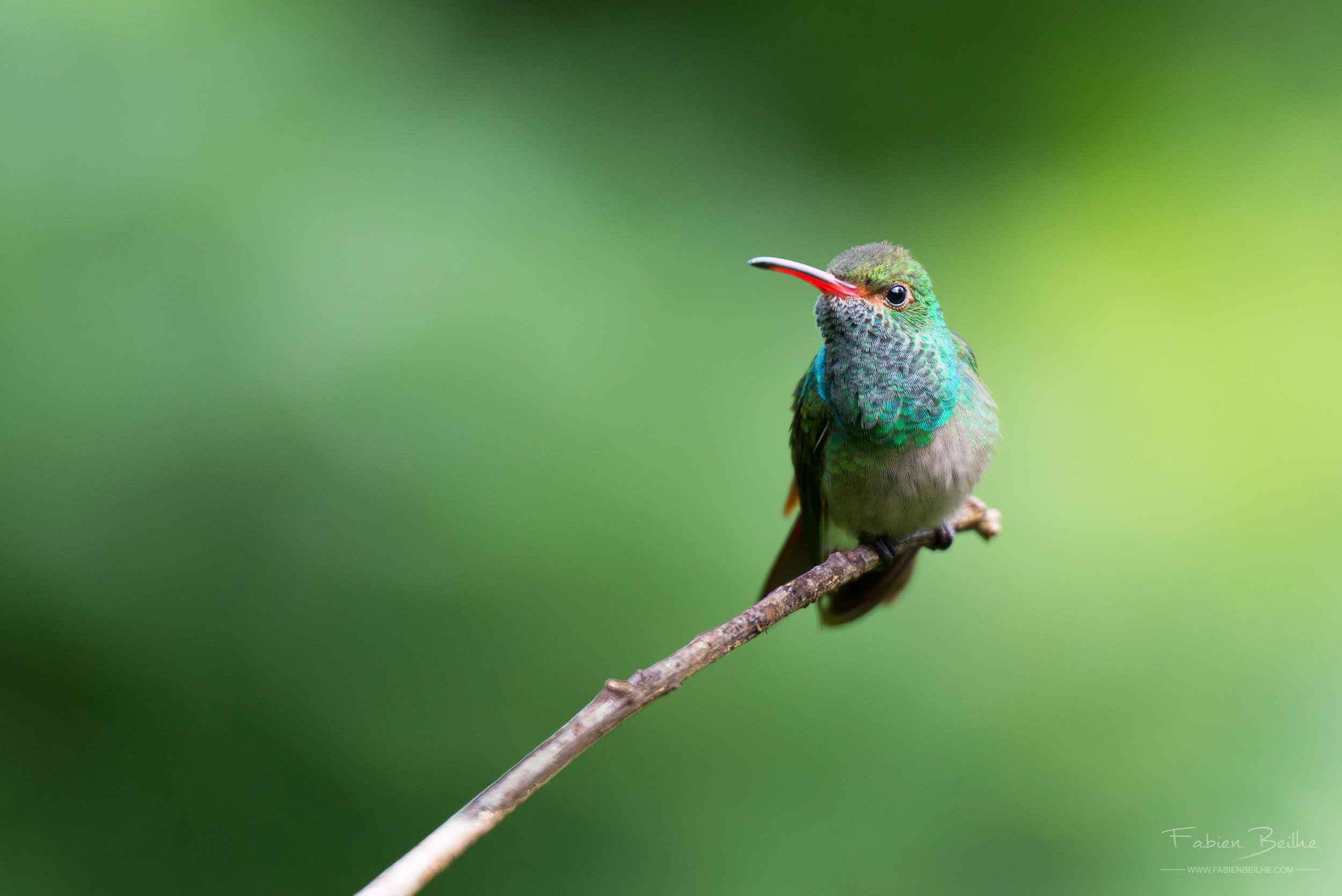 Colibri vert posé sur une branche