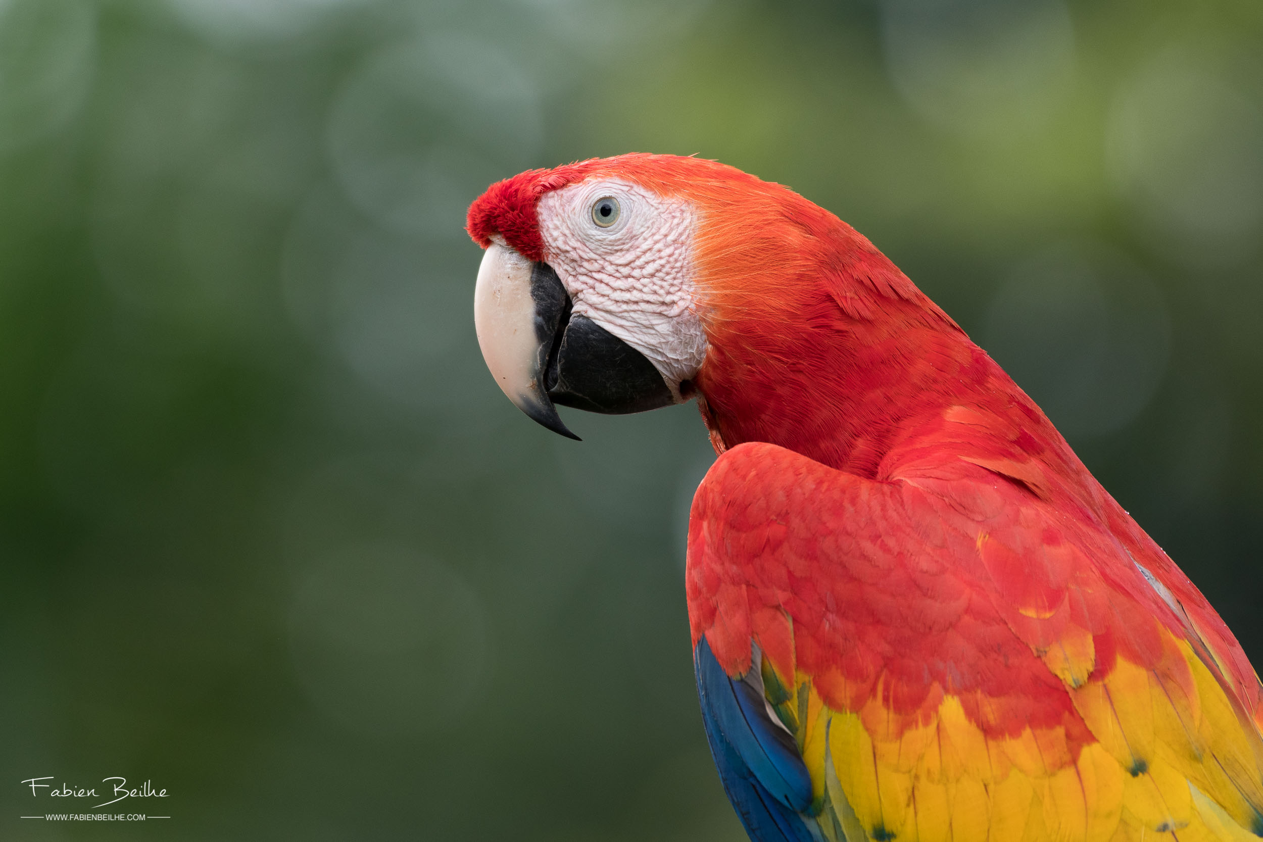 Ara rouge