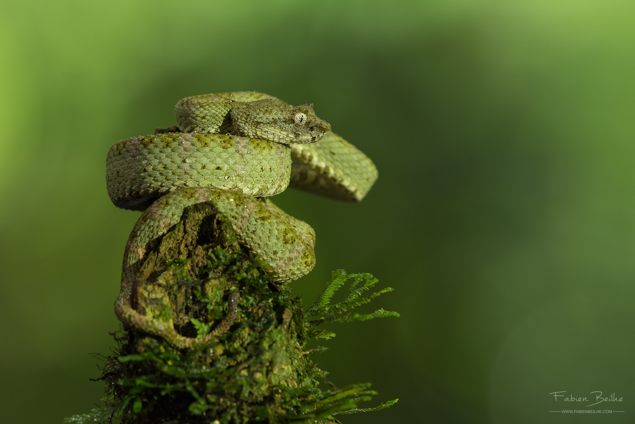 vipère de schlegelii