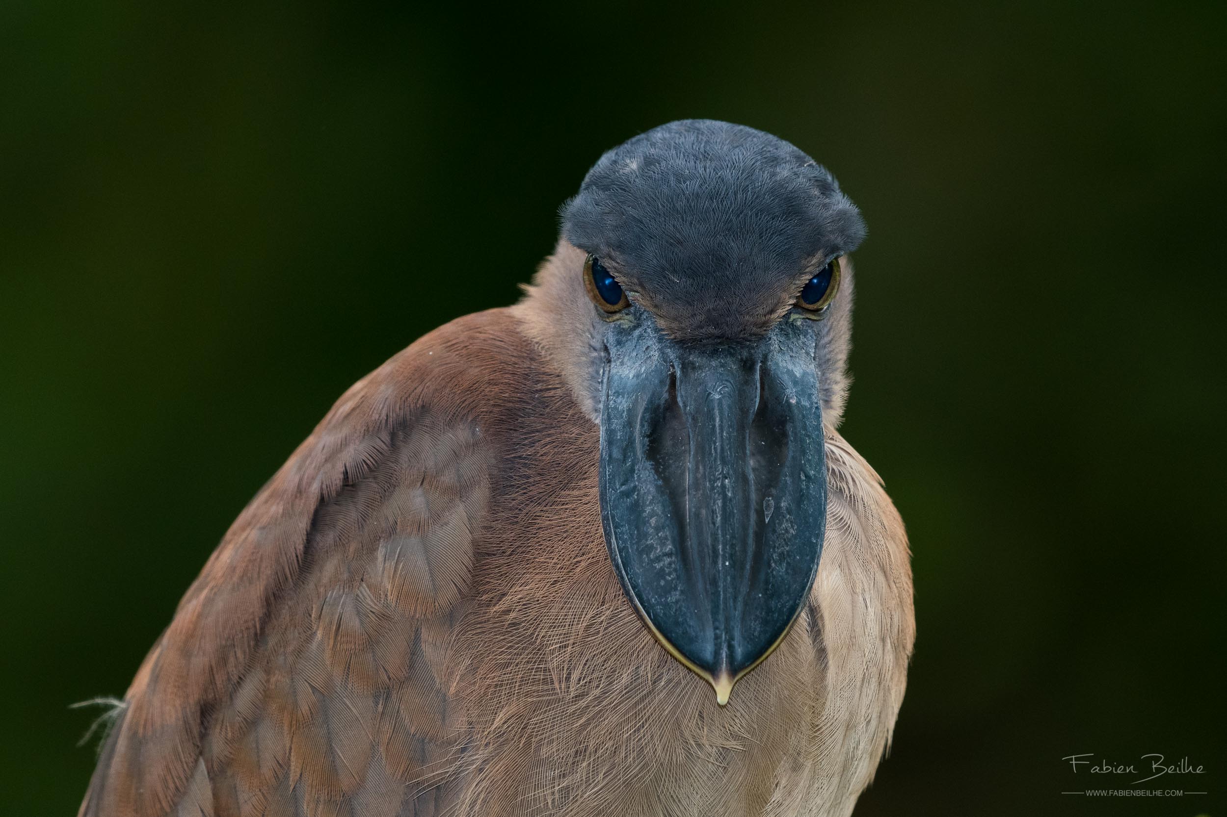 cochlearius-cochlearius-savacou-huppe