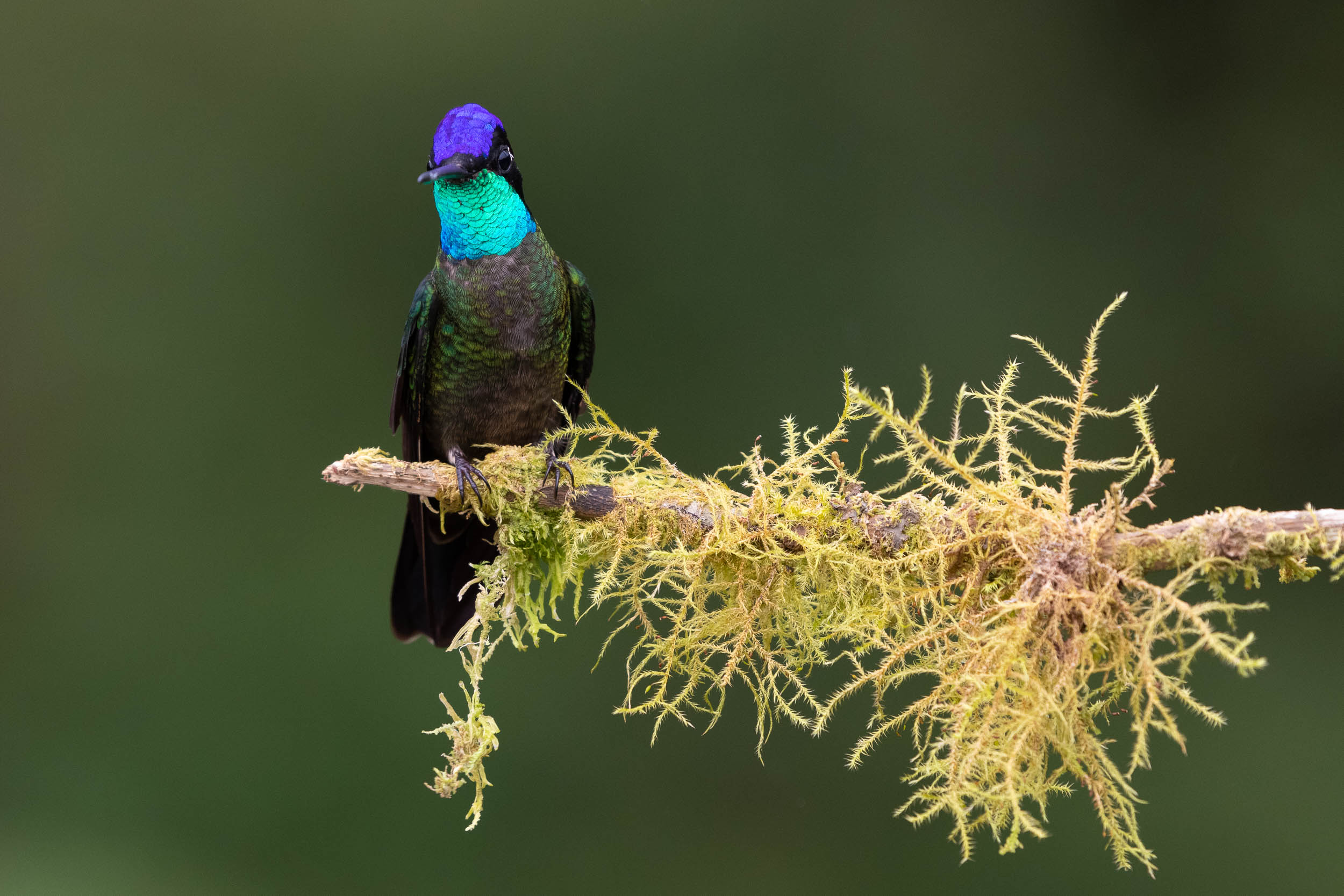 colibri-talamanca-perche