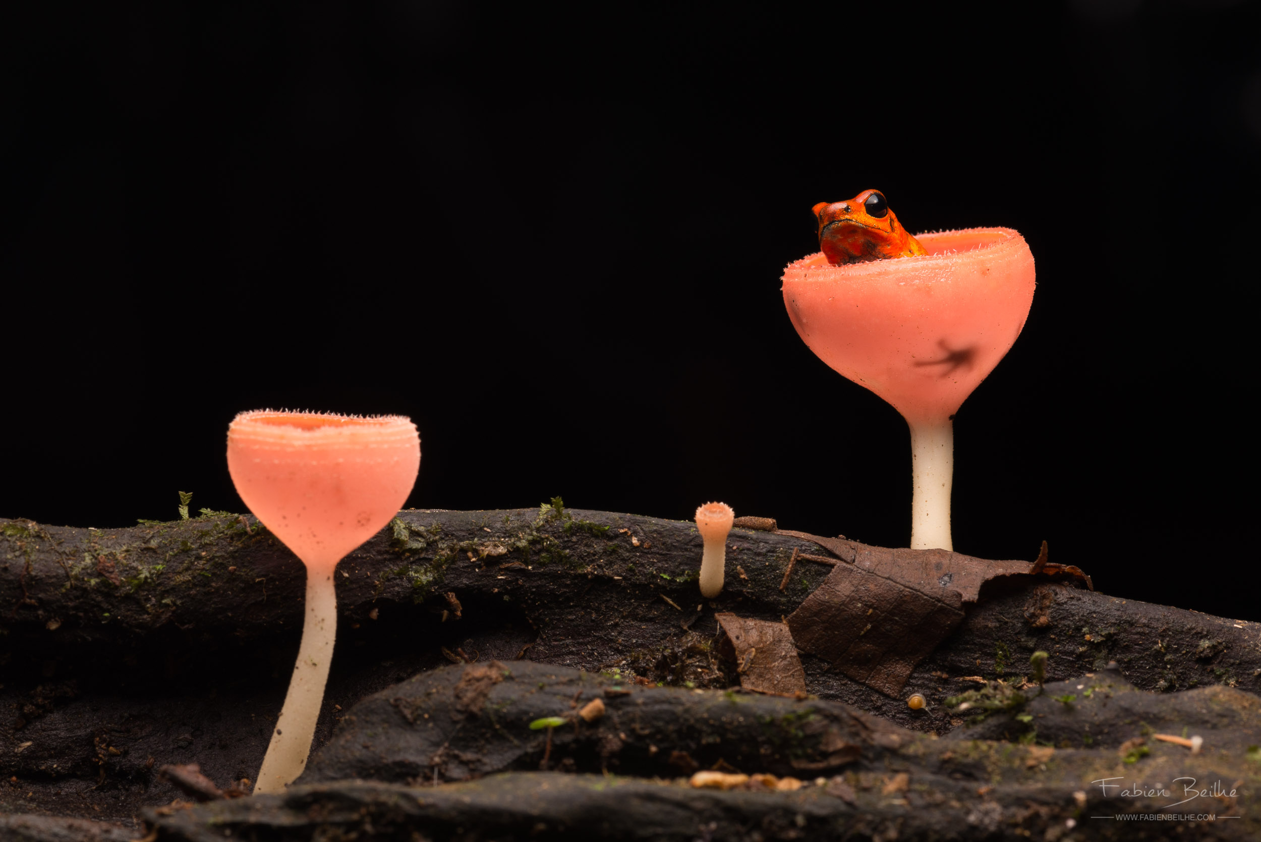 dendrobate-fraise-foret