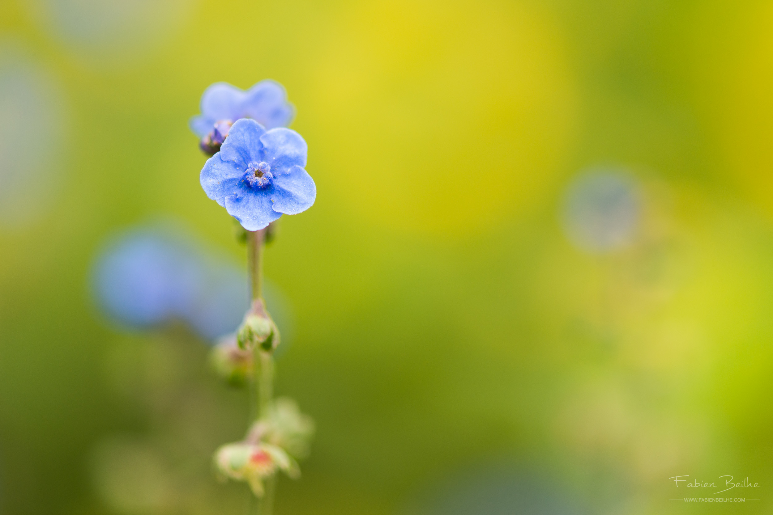 Fleur bleue avec un fond jaune