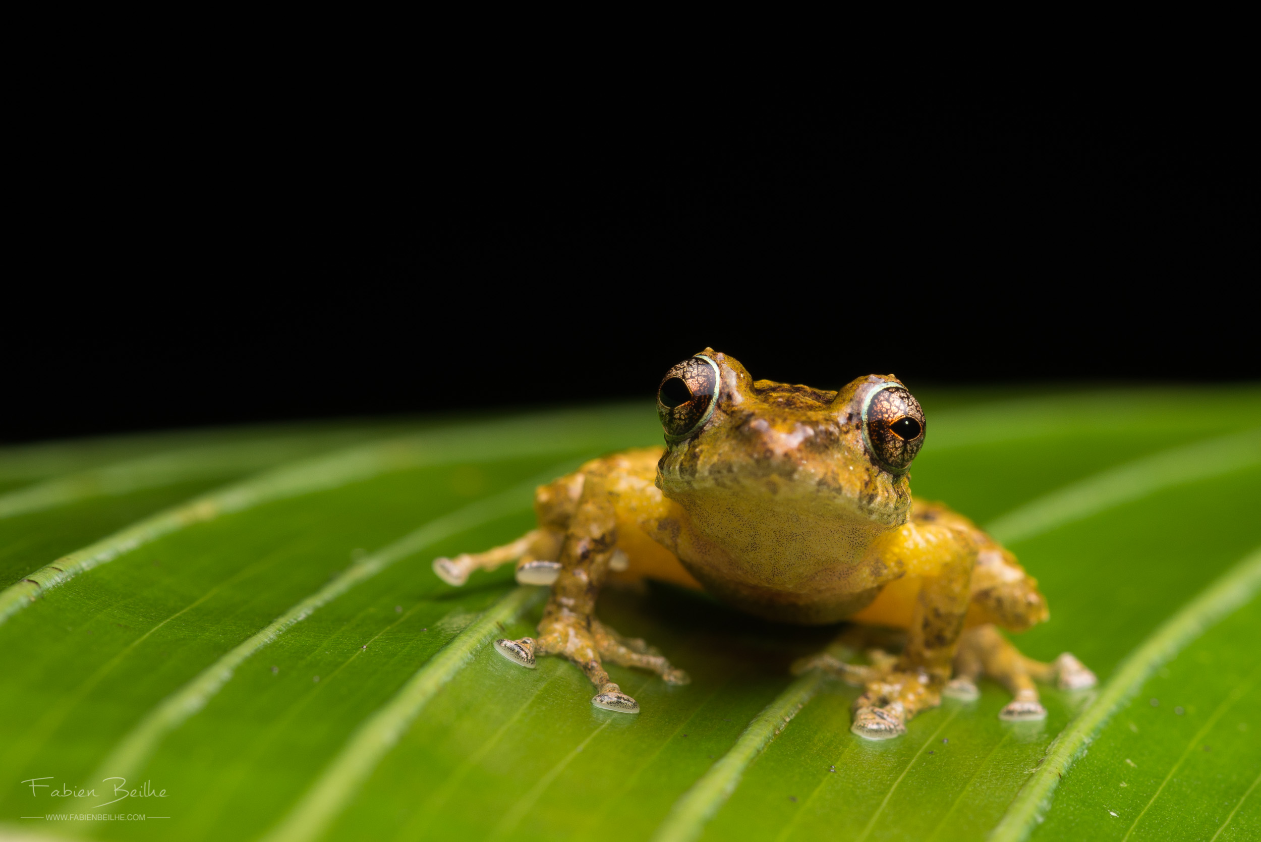 grenouille sur une feuille