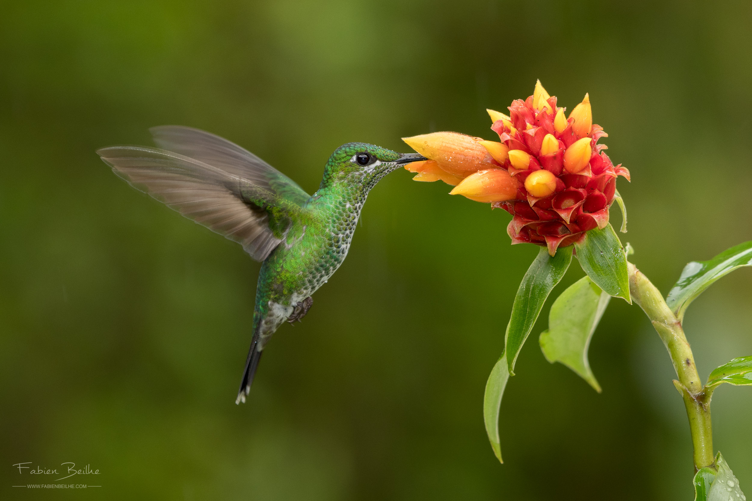 colibri butinant une fleur