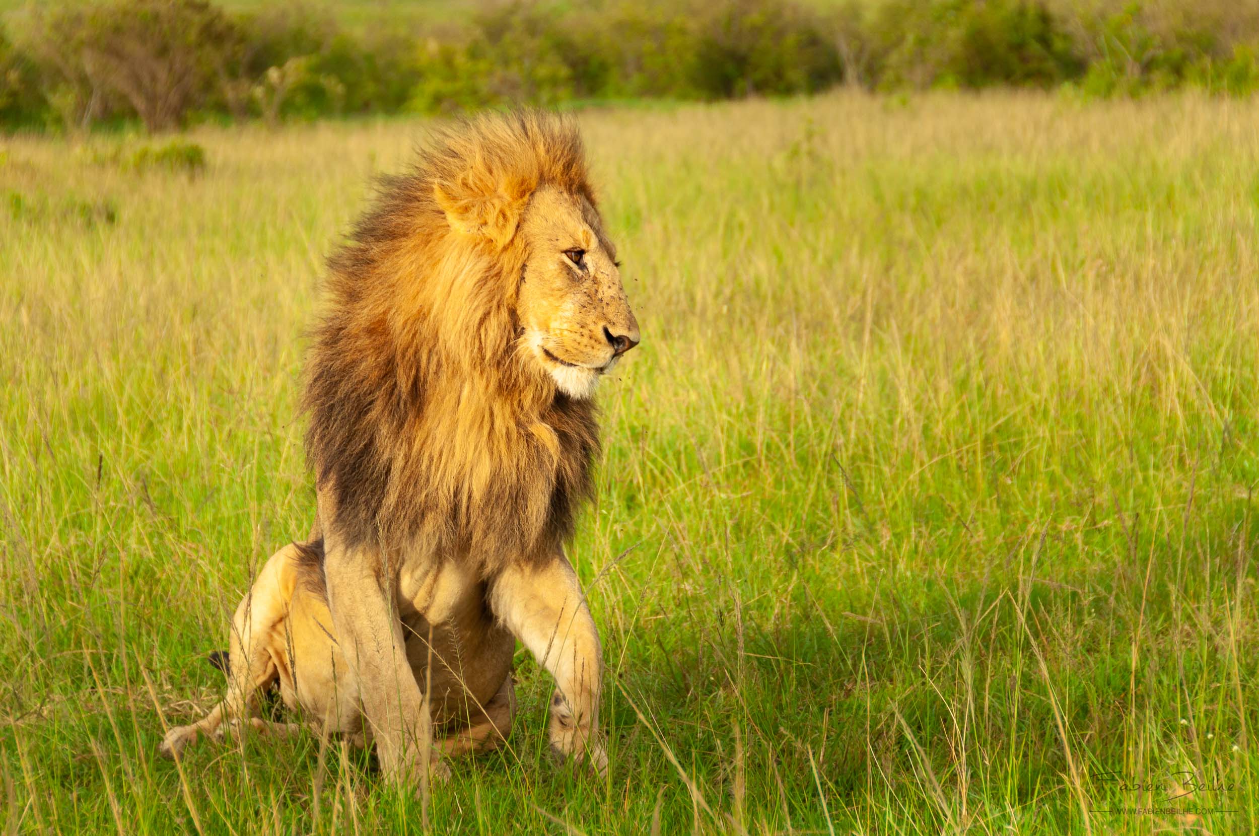 Lion dans la savane au Kenya