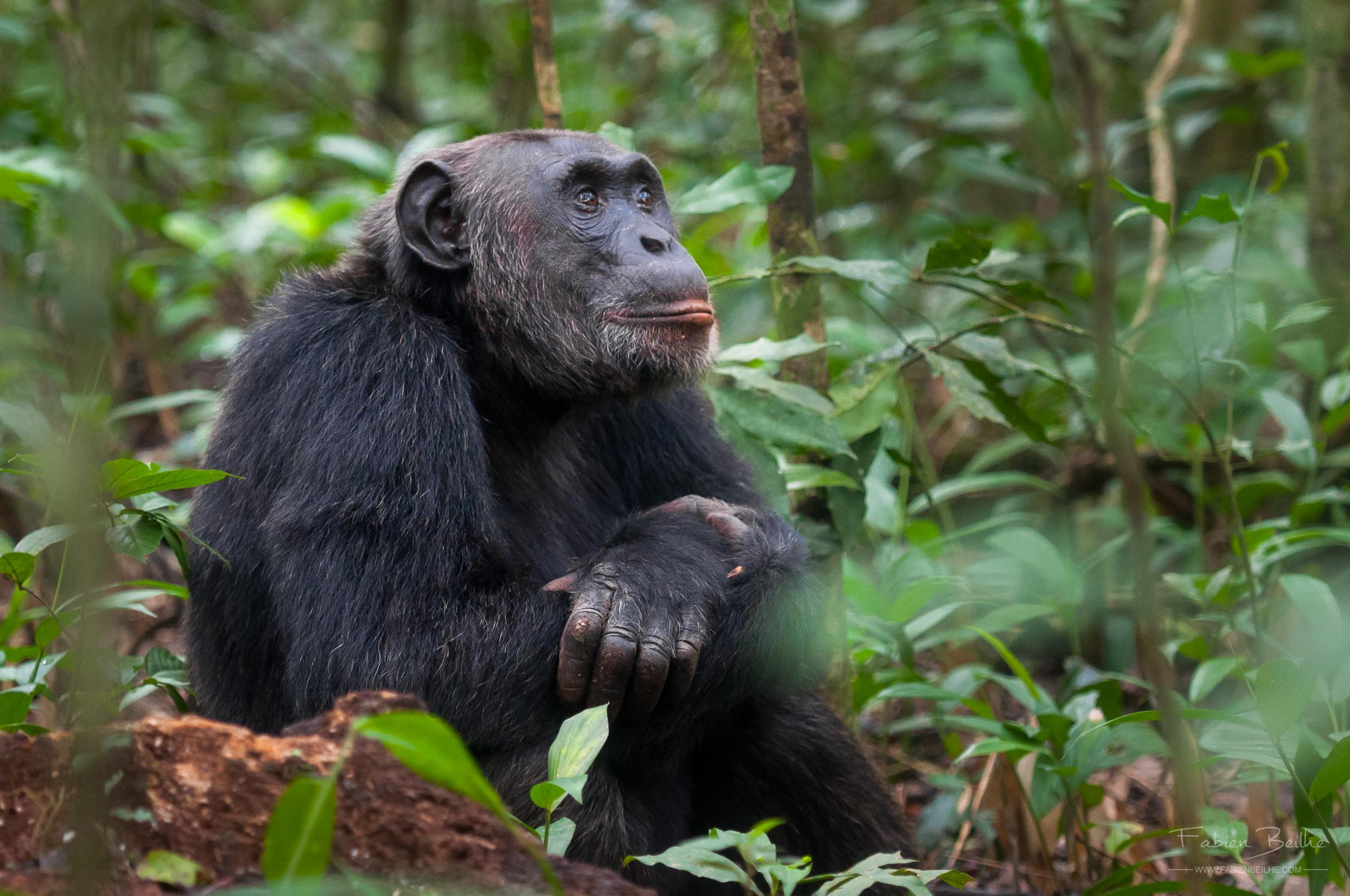 Chimpanzé en Ouganda