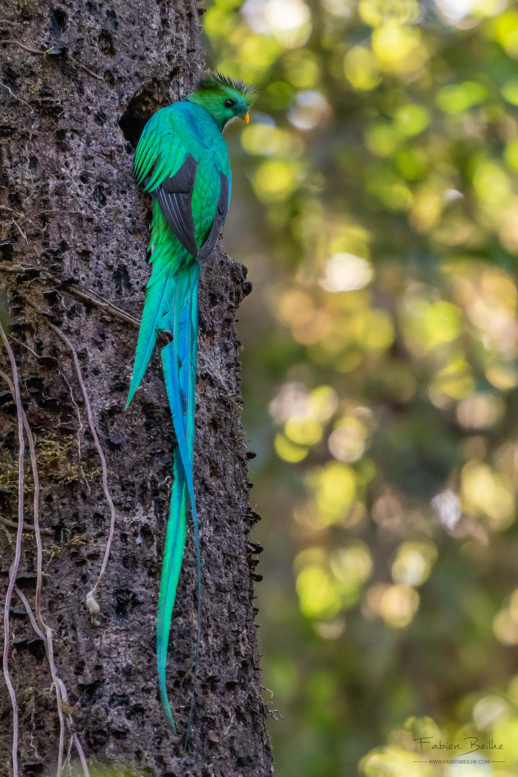 Quetzal resplendissant accroché à un arbre