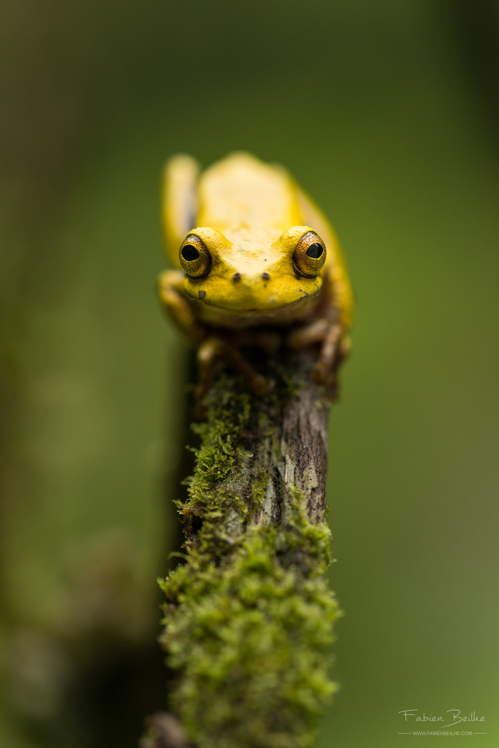 Rainette arboricole jaune
