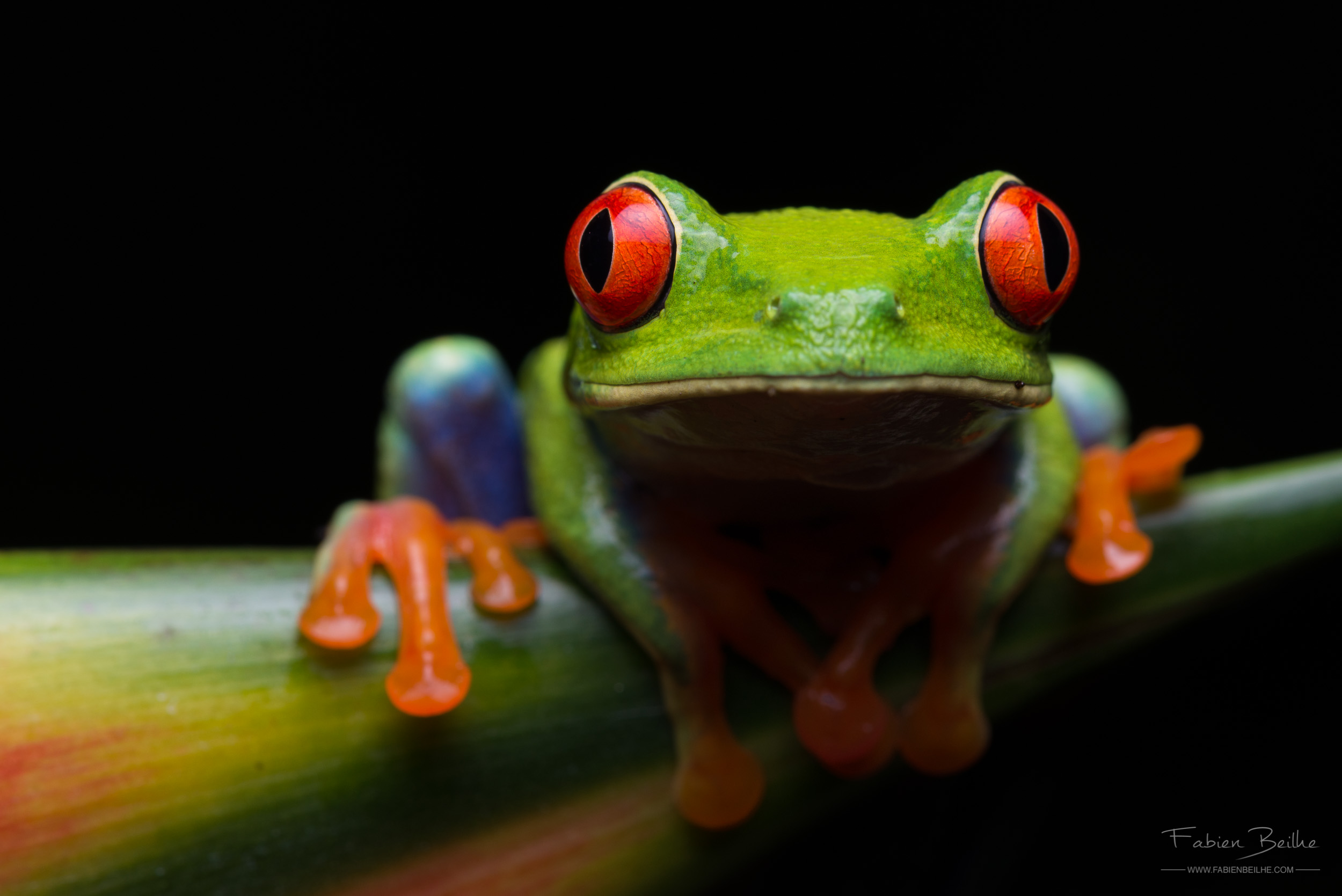 Rainette aux yeux rouges