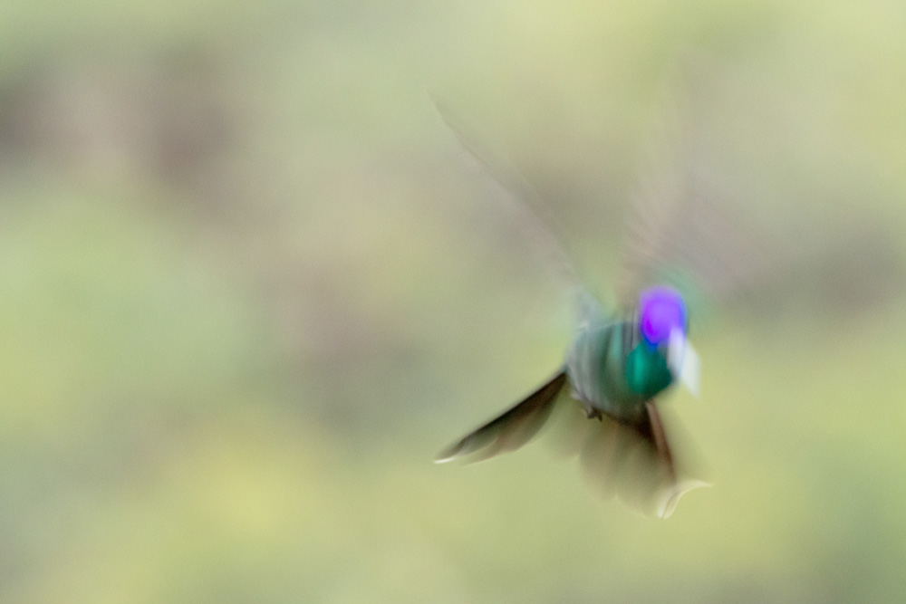 photo ratée mode auto Une photo d'oiseau ratée avec du flou et une surexposition